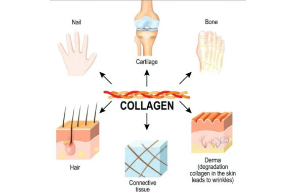 Kolajenin Faydaları: Daha Genç Bir Cilt ve Sağlıklı Bir Yaşam İçin Bilimsel Rehber